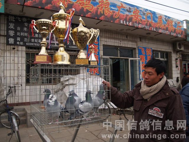 北京鴿市繁榮景象與發(fā)展趨勢(shì)揭秘，最新動(dòng)態(tài)與未來(lái)展望