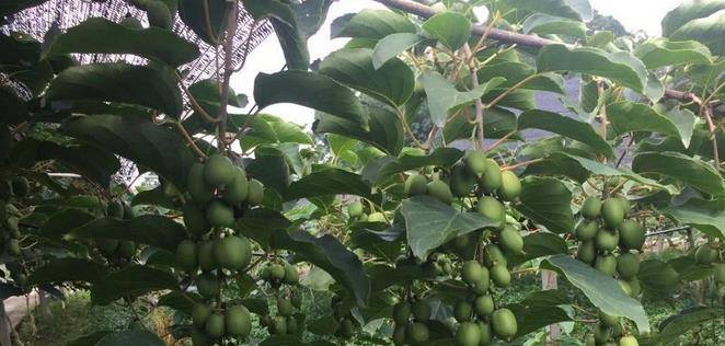 最新型果樹，小巷中的綠色寶藏與獨(dú)特風(fēng)味小店的探索