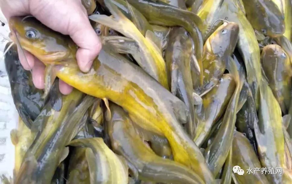 鮰魚價(jià)格變遷背后的故事，行情變化中的自信與成就感探尋