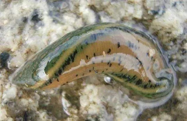 石斑魚孵化技術革新詳解，從入門到精通的孵化指南