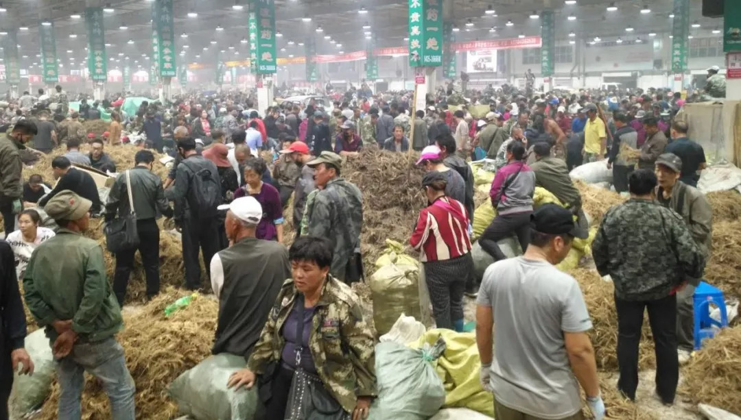 萬良人參市場最新動態(tài)揭秘，日常奇遇與溫情紐帶
