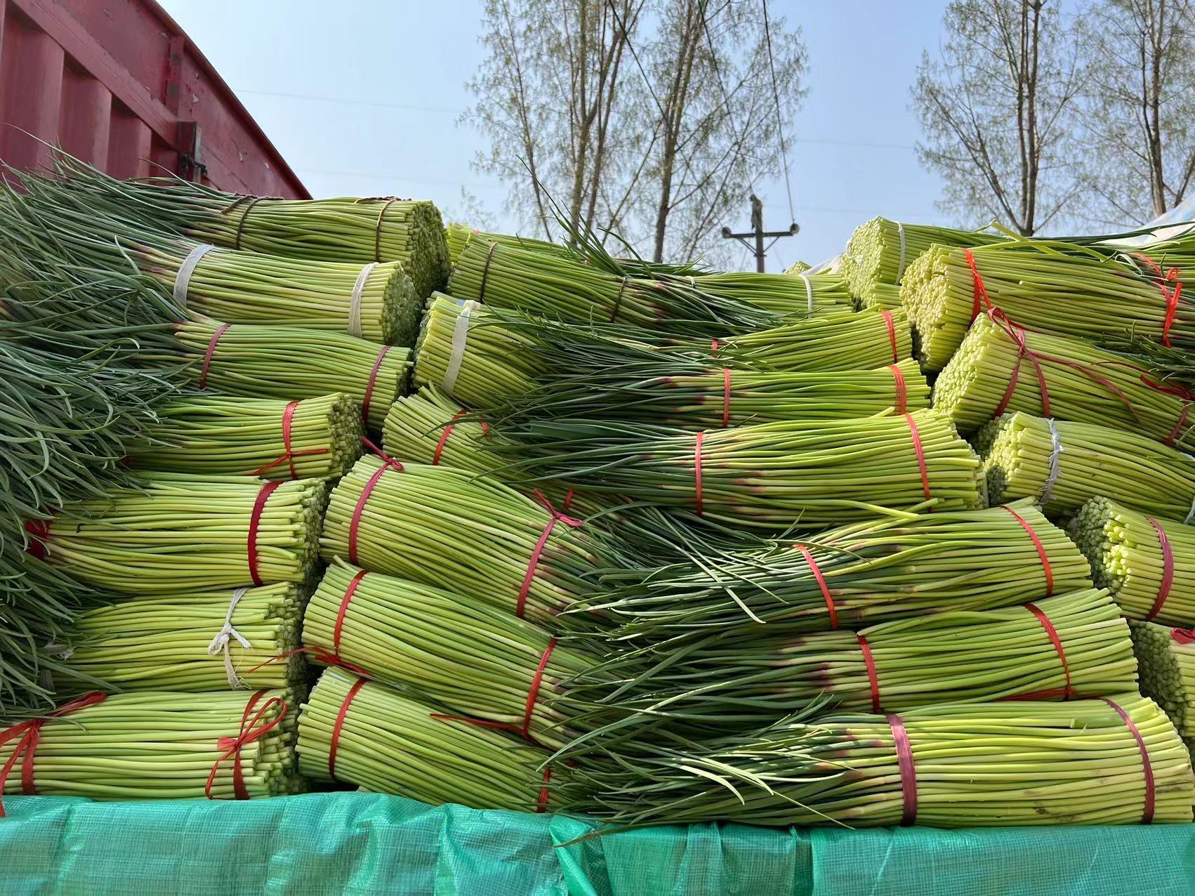 蒜薹價(jià)格最新行情，今日市場(chǎng)走勢(shì)與一段友情陪伴的溫馨故事