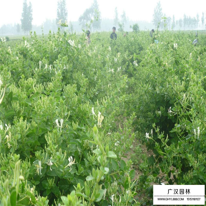 金銀花最新行情與機遇，價格變動中的自信與成就感之源