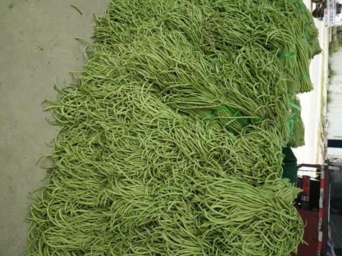 合浦豆角最新價格指南，獲取與比較豆角價格的方法及最新價格更新通知
