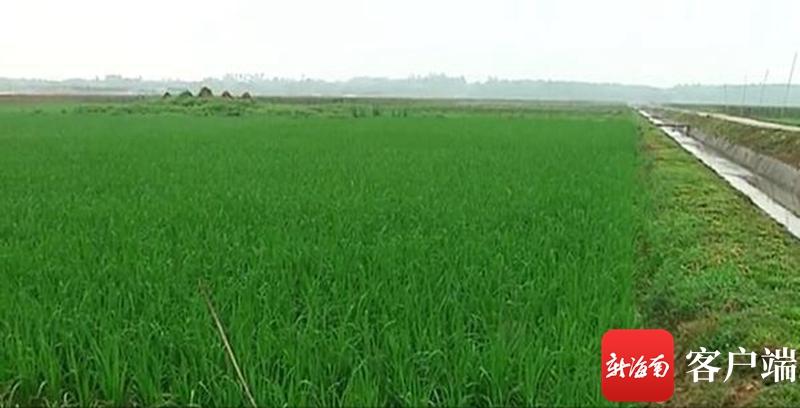 澄邁最新動態(tài)，自然美景探索之旅，尋覓內(nèi)心平和與寧靜的旅程