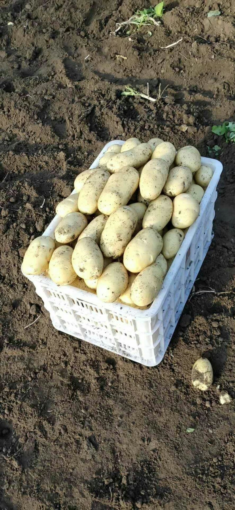 萊西土豆最新價(jià)格動(dòng)態(tài)，變化中的價(jià)值與學(xué)習(xí)中的力量