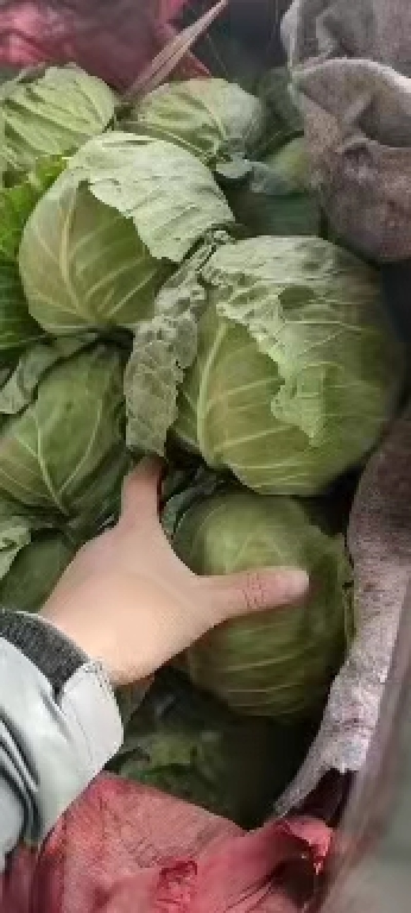 永年甘藍(lán)最新價格及市場走勢、種植要點與購買指南全解析