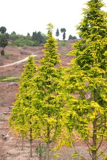 最新彩葉樹種種植與養(yǎng)護(hù)指南，從選種到養(yǎng)護(hù)一步到位！