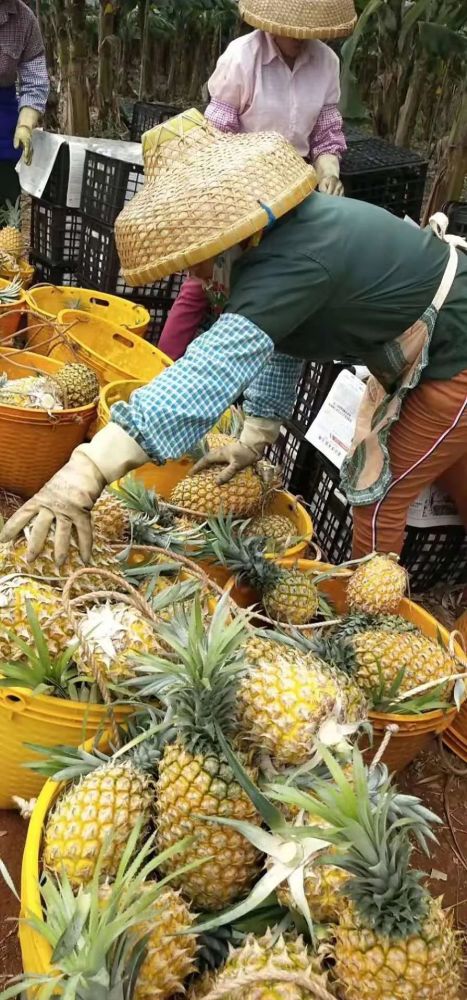 徐聞菠蘿最新價格及市場走勢分析，多方觀點解讀市場動態(tài)
