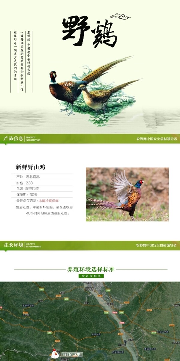 深度剖析，最新山雞的背景、事件與地位概述