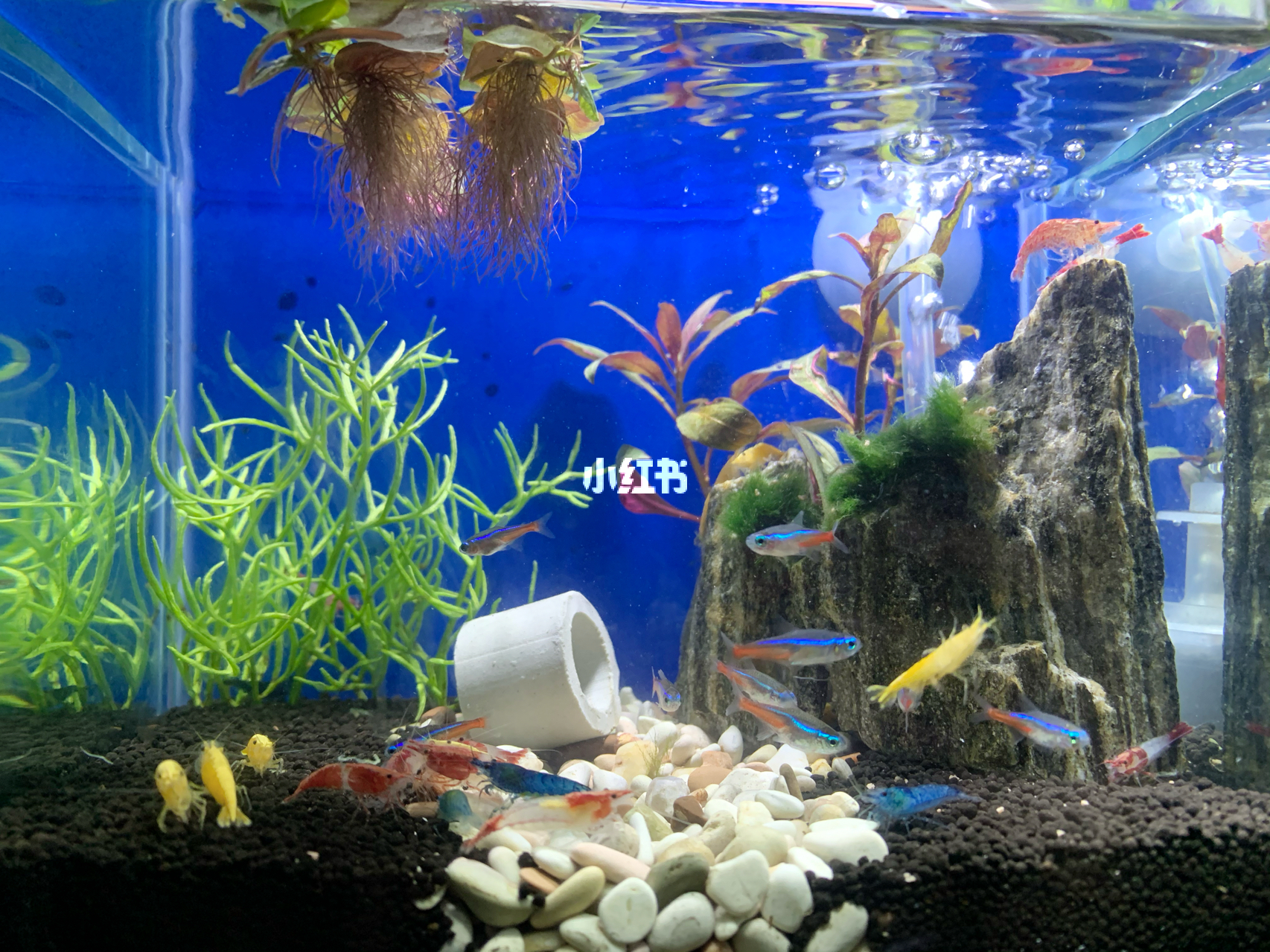 最新魚缸圖片，水族美學(xué)的時(shí)代變遷欣賞
