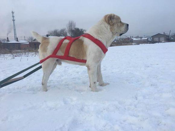 中亞犬，小巷深處的神秘秘境探索