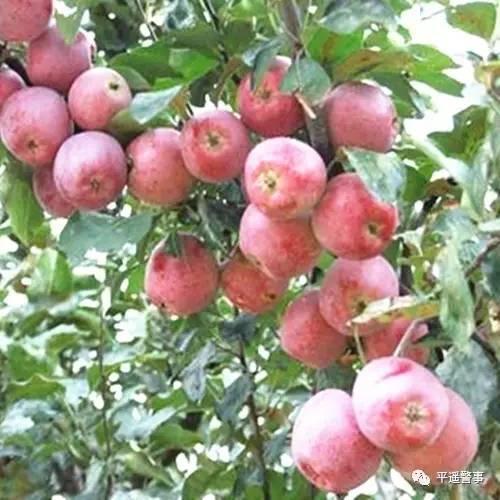 西太后愛心包最新系列，時(shí)尚與慈善的完美結(jié)合，展現(xiàn)獨(dú)特魅力風(fēng)采