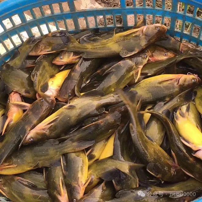 黃顙魚(yú)最新報(bào)價(jià)大全，專業(yè)指南與實(shí)時(shí)更新